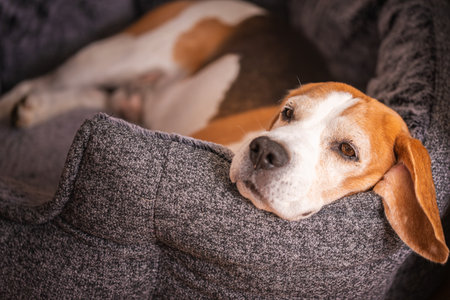Beagle dog resting peacefully in cozy dog bed indoors serene quiet mood.の写真素材