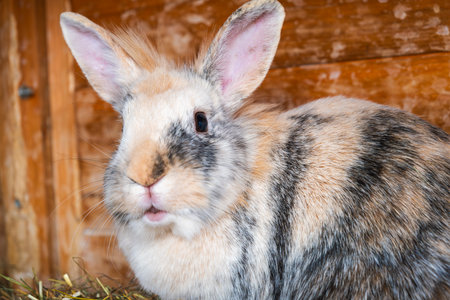 Adorable tricolor rabbit sits calmly in wooden hutch exhibiting peaceful mood.の写真素材