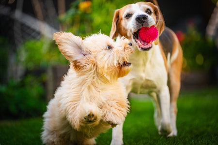 Two dogs playing with a pink toy ball on a lush green lawn.の写真素材
