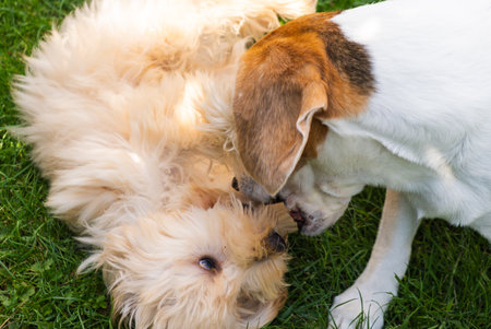 A fluffy, light brown Maltipoo puppy and a 10-year-old senior Beagle playfully wrestle and groom each other on bright green grass in a sunny backyard, highlighting multi-generational dog friendship.の写真素材