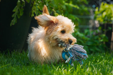 A small, fluffy apricot mixed breed puppy playing intently with a blue and gray rope and ball toy while sitting on bright green grass outdoors.の写真素材