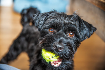 Extreme close-up portrait of an excited black, scruffy-coated Terrier dog holding a tennis ball in its mouth and looking directly at the camera.の写真素材