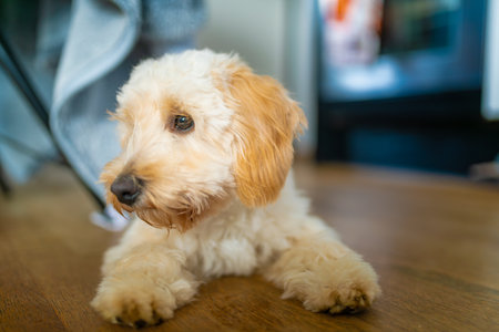 A cute, fluffy cream and apricot Maltipoo puppy lying on a wooden floor indoors, looking to the side with an engaging expression.の写真素材