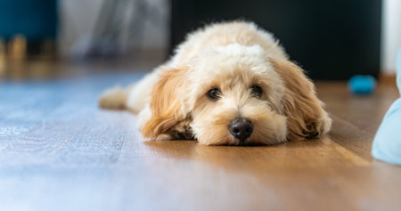 A cute, fluffy cream and light brown Maltipoo puppy lying down on a wooden floor indoors, looking directly at the camera with a calm and gentle expression.の写真素材