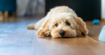 A close-up, low-angle shot of a cream-colored Maltipoo puppy resting its chin on a wooden floor indoors with a soft, sweet expression.の写真素材