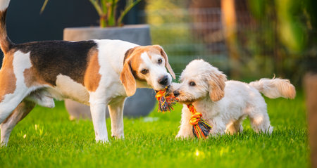 A gentle moment between an adult Beagle dog and a small Maltipoo puppy as they share a multicolored rope toy on the green grass during an outdoor play session.の写真素材
