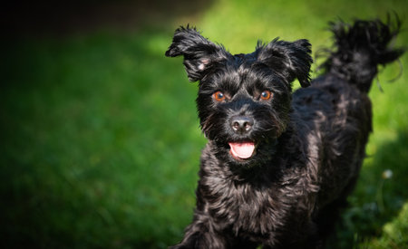 A cheerful, shaggy Black Yorkshire Terrier (Yorkie)runs toward the camera on green grass with its tongue out and bright eyes. Dynamic, happy pet portrait with a dark vignette.の写真素材