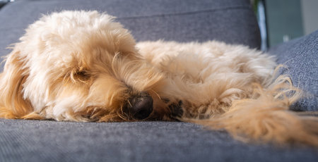 A horizontal, full-body shot of a creamy Maltipoo puppy fast asleep, curled up on a textured gray sofa. The image conveys deep relaxation and domestic tranquility.の写真素材