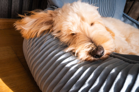 A close-up of a creamy  Maltipoo puppy sleeping peacefully on a blue cushion, with bright streaks of morning sun highlighting the texture of its fur and the cozy scene.の写真素材