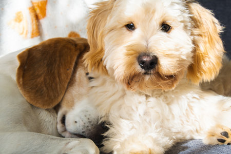 A fluffy Maltipoo puppy rests its head near an older Beagle Hound mix, who is sleeping peacefully in the background. A sweet image of quiet companionship and friendship.の写真素材