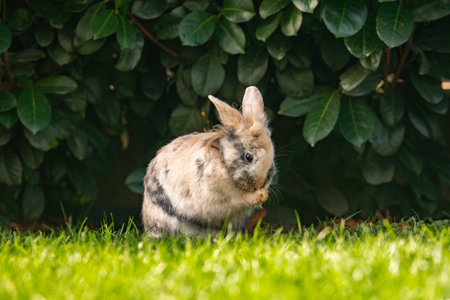 A tricolor Lionhead rabbit is captured mid-groom, touching its paw to its face while sitting low in the green grass beneath a deep green hedge. Adorable animal behavior.の写真素材