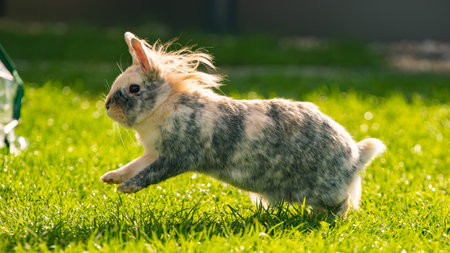 A multi-colored tricolor Lionhead rabbit is captured mid-stride, running fast across bright, sun-drenched green grass. Energy and motion captured in golden light.の写真素材