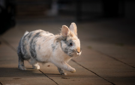 A low-angle shot of a small, dappled tricolor Lionhead rabbit cautiously walking on a weathered stone or concrete patio outdoors. Soft light highlights its fur.の写真素材