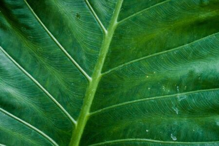 Close-up green leaf  with actual texture, leaf wallpaper or backgroundの写真素材