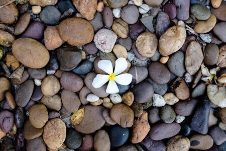 A small orchid centralized in the middle of multicolor stones and dried leaves