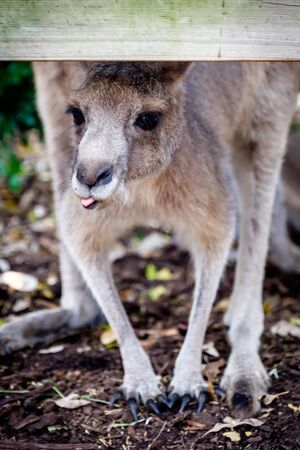 An adult wallaby kangaroo was eating some foods at the zoo in New South Wales, Australia