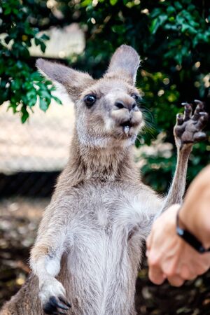 An adult wallaby kangaroo was eating some foods at the zoo in New South Wales, Australiaの写真素材