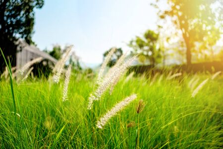 A beautiful closed-up shot of silvergrass (Miscanthus sinensis), fountain grass flowers, or mission grass (Pennisetum Setaceum, Setaria viridis) are blooming in the middle of meadow with blurred backgroundの写真素材