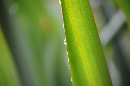 Dropletの写真素材