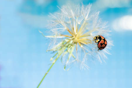 Close-up of ladybug on dandelion isolated on blue