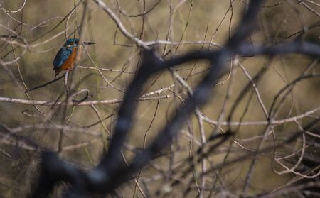 Kingfisher (Alcedo atthis) also known asの写真素材