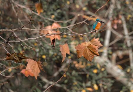 Kingfisher (Alcedo atthis) also known asの写真素材