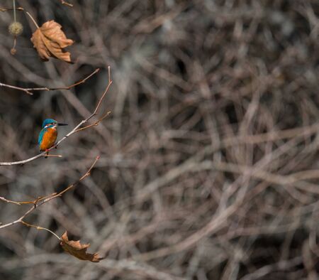 Kingfisher (Alcedo atthis) also known asの写真素材