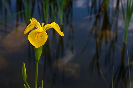 Yellow Iris pseudacorusの写真素材