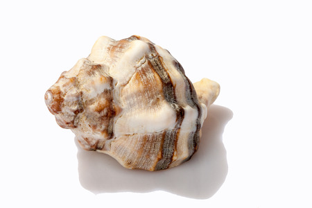 Sea Shell, Conch isolated on white background
