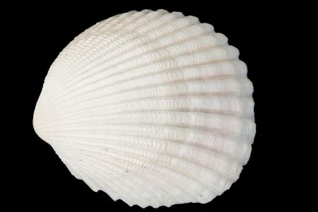 Sea Shell, Conch isolated on black background