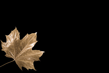 Golden maple leaves background isolatedの写真素材