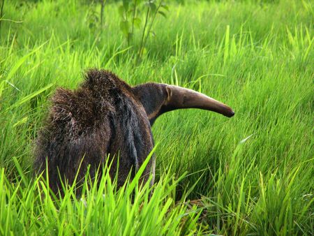 WILD GIANT ANTEATER (YURUMI), seen in the wild near Bonito, Brasilの写真素材