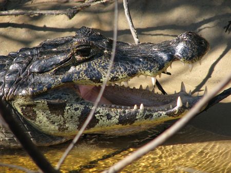 DETAIL OF A YACARE / CROCODILE TAKING A SUNBATH IN PANTANAL, BRASILの写真素材