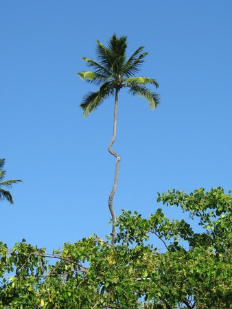 Porto de Galinhas, Brazil: funny, strange palm tree in a gorgeous dreamy tropical beach.の写真素材