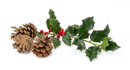 Christmas holly, pine cones on a white background. aquifoliumの写真素材