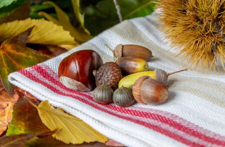 forest fruits in autumn, acorns, spiky shell, chestnuts and leaves