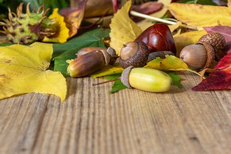 forest fruits in autumn, acorns, spiky shell, chestnuts and leavesの写真素材