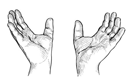 Human hands, vintage line drawing or engraving illustration isolated on white background.の写真素材