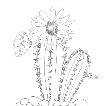 Black and white illustration of flowering cacti. Cereus jamacaru. For postcards, posters, coloring, etcの写真素材
