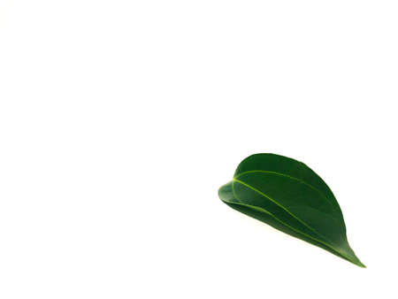 Fragrant cinnamon leaf on a white backgroundの写真素材