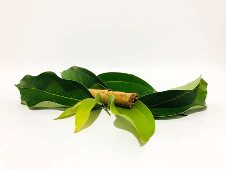 Fragrant cinnamon leaf on a white backgroundの写真素材