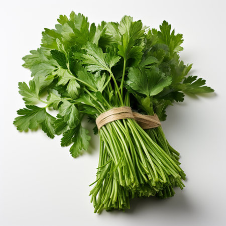 Fresh parsley on a white backgroundの写真素材
