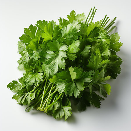 Fresh parsley on a white backgroundの写真素材
