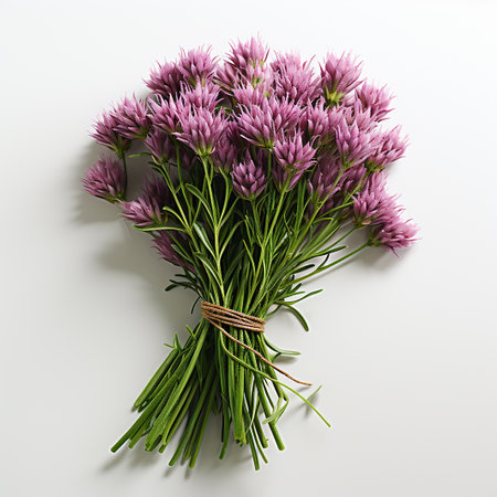 Cornflower like Pink and Purple Flower Isolated on White Backgroundの写真素材
