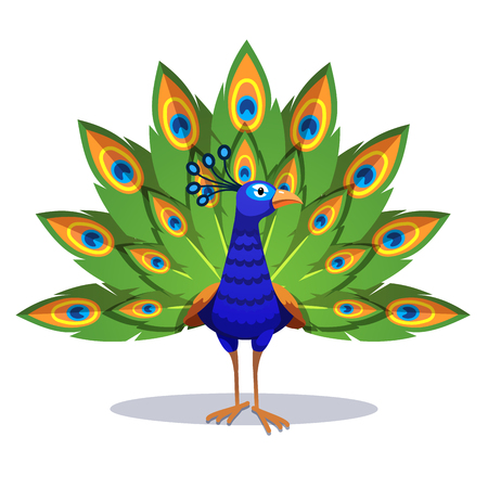 Beautiful peacock standing with green feathers outのイラスト素材