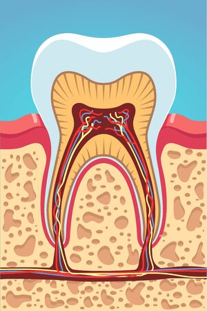 Grinder tooth, gum and scull structure cross section showing enamel, dentine, pulp, nerves, root canals. Tooth model infographic poster template. Dentist visual aid. Flat vector isolated illustrationのイラスト素材