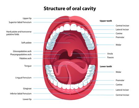 Structure of oral cavity. Human mouth anatomy model with captions. Infographic design for educational poster. Open mouth anatomy and dentistry. Flat style isolated vector visual aid illustrationのイラスト素材