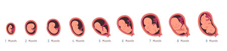 Embryo development month growth stages set. Unborn human baby fetus, placenta in uterus. Fetal development prenatal process sequence, reproduction, pregnancy concept flat vector illustrationのイラスト素材