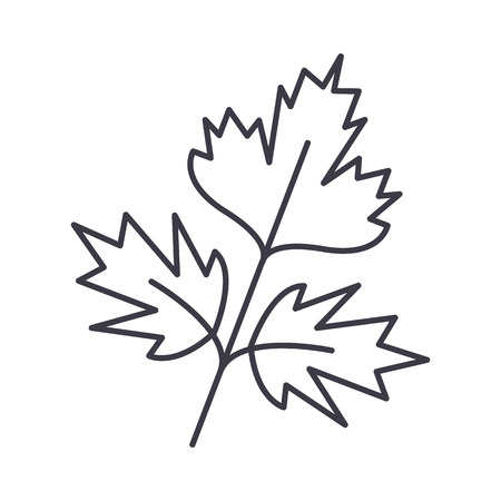parsley vector line icon, sign, illustration on white background, editable strokesのイラスト素材