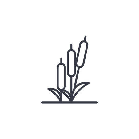 Reed line icon, vector illustration. Reed flat concept sign.のイラスト素材
